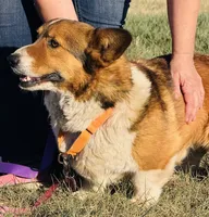 JD, a male Pembroke Welsh Corgi for sale in Akron, CO – 8 of 10