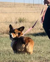 JD, a male Pembroke Welsh Corgi for sale in Akron, CO – 10 of 10