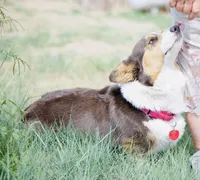 Maui, a female Pembroke Welsh Corgi for sale in Akron, CO – 10 of 10