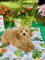 Honey, a female Poodle - Toy  for sale in Joplin, MO – 6 of 7
