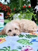 Toby, a male Poodle - Toy  for sale in Joplin, MO – 5 of 10