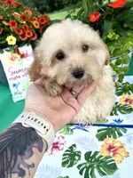 Toby, a male Poodle - Toy  for sale in Joplin, MO – 10 of 10