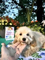 Dobby , a male Poodle - Toy  for sale in Joplin, MO – 7 of 9