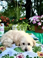 Stella, a female Poodle - Toy  for sale in Joplin, MO – 5 of 10