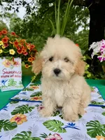 Benji, a male Poodle - Toy  for sale in Joplin, MO – 9 of 10