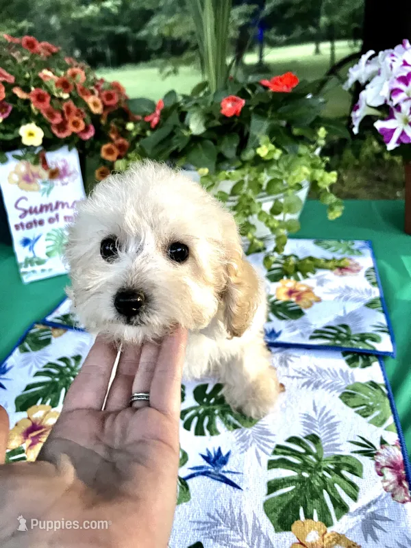 Stella – Poodle - Toy  puppy for sale in Joplin, MO