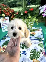 Stella, a female Poodle - Toy  for sale in Joplin, MO – 1 of 10