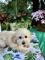 Stella, a female Poodle - Toy  for sale in Joplin, MO – 4 of 10