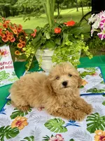 Honey, a female Poodle - Toy  for sale in Joplin, MO – 3 of 7
