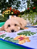 Toby, a male Poodle - Toy  for sale in Joplin, MO – 8 of 10