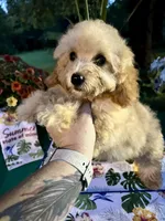 Dobby , a male Poodle - Toy  for sale in Joplin, MO – 5 of 9