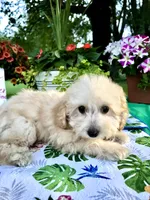 Stella, a female Poodle - Toy  for sale in Joplin, MO – 7 of 10