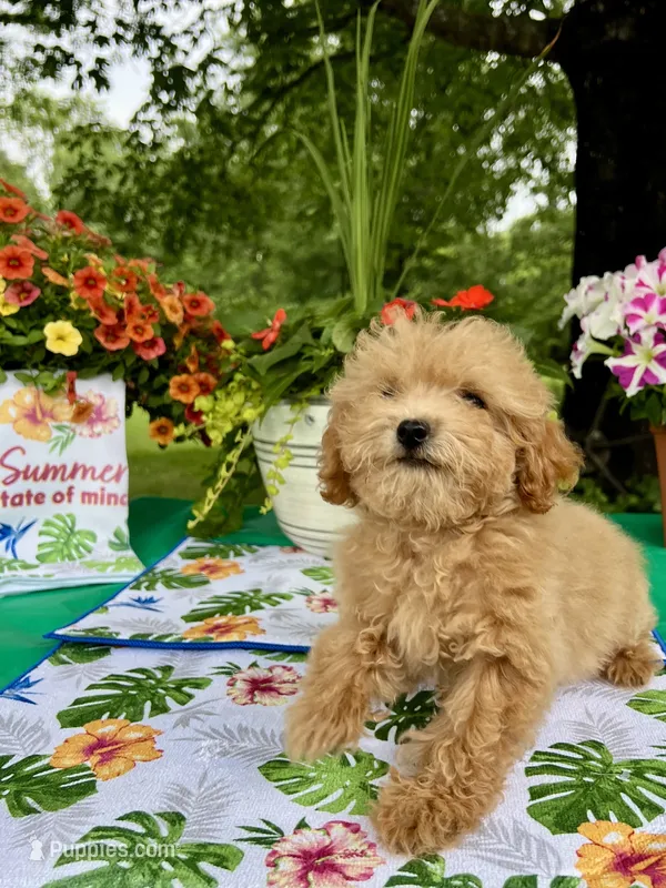 Honey – Poodle - Toy  puppy for sale in Joplin, MO
