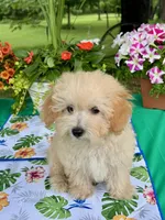 Benji, a male Poodle - Toy  for sale in Joplin, MO – 6 of 10