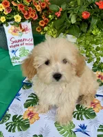 Benji, a male Poodle - Toy  for sale in Joplin, MO – 5 of 10