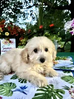 Stella, a female Poodle - Toy  for sale in Joplin, MO – 3 of 10