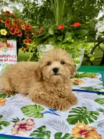Honey, a female Poodle - Toy  for sale in Joplin, MO – 4 of 7