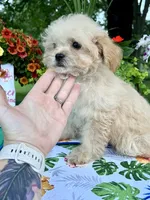 Sadie, a female Poodle - Toy  for sale in Joplin, MO – 6 of 9