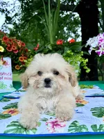 Sadie, a female Poodle - Toy  for sale in Joplin, MO – 1 of 9