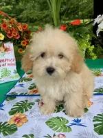 Benji, a male Poodle - Toy  for sale in Joplin, MO – 4 of 10