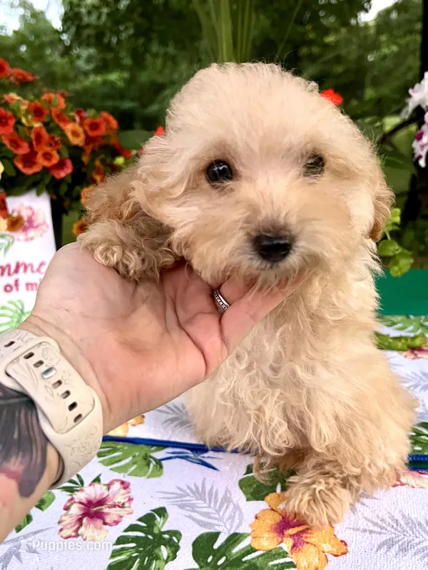 Toby – Poodle - Toy  puppy for sale in Joplin, MO
