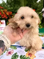 Toby, a male Poodle - Toy  for sale in Joplin, MO – 1 of 10