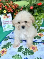 Sadie, a female Poodle - Toy  for sale in Joplin, MO – 7 of 9