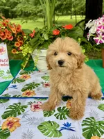 Honey, a female Poodle - Toy  for sale in Joplin, MO – 2 of 7