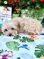 Toby, a male Poodle - Toy  for sale in Joplin, MO – 9 of 10