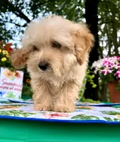Toby, a male Poodle - Toy  for sale in Joplin, MO – 2 of 10