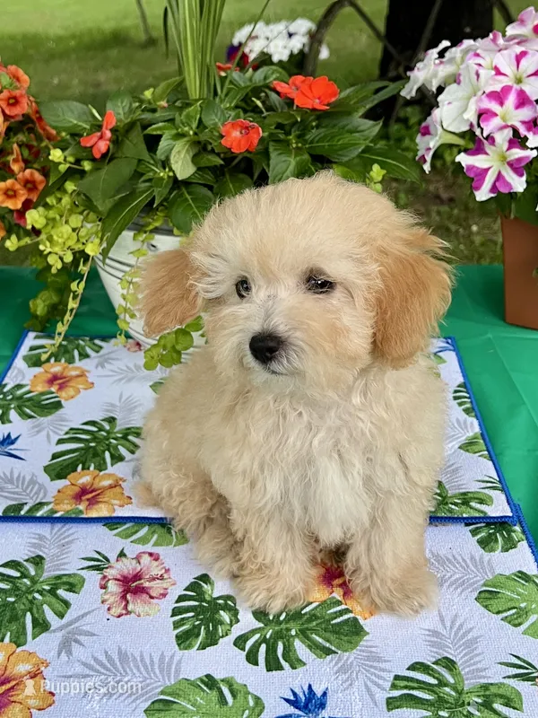 Benji – Poodle - Toy  puppy for sale in Joplin, MO