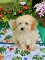 Benji, a male Poodle - Toy  for sale in Joplin, MO – 1 of 10