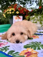Toby, a male Poodle - Toy  for sale in Joplin, MO – 6 of 10