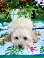 Toby, a male Poodle - Toy  for sale in Joplin, MO – 3 of 10