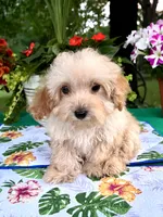 Toby, a male Poodle - Toy  for sale in Joplin, MO – 4 of 10