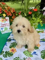 Benji, a male Poodle - Toy  for sale in Joplin, MO – 10 of 10