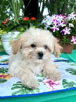 Sadie, a female Poodle - Toy  for sale in Joplin, MO – 8 of 9