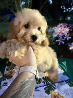 Dobby , a male Poodle - Toy  for sale in Joplin, MO – 6 of 9