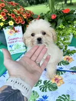Sadie, a female Poodle - Toy  for sale in Joplin, MO – 9 of 9