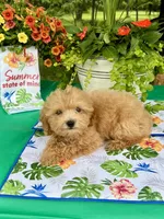 Honey, a female Poodle - Toy  for sale in Joplin, MO – 7 of 7