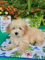 Benji, a male Poodle - Toy  for sale in Joplin, MO – 3 of 10