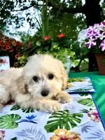 Stella, a female Poodle - Toy  for sale in Joplin, MO – 10 of 10