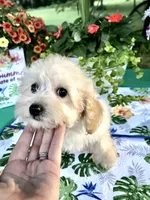 Stella, a female Poodle - Toy  for sale in Joplin, MO – 2 of 10