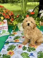 Honey, a female Poodle - Toy  for sale in Joplin, MO – 5 of 7