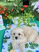 Sadie, a female Poodle - Toy  for sale in Joplin, MO – 3 of 9