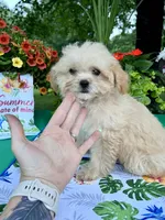 Sadie, a female Poodle - Toy  for sale in Joplin, MO – 4 of 9