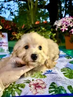 Dobby , a male Poodle - Toy  for sale in Joplin, MO – 9 of 9