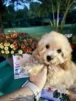 Dobby , a male Poodle - Toy  for sale in Joplin, MO – 8 of 9