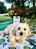 Stella, a female Poodle - Toy  for sale in Joplin, MO – 8 of 10
