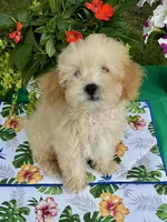 Benji, a male Poodle - Toy  for sale in Joplin, MO – 7 of 10
